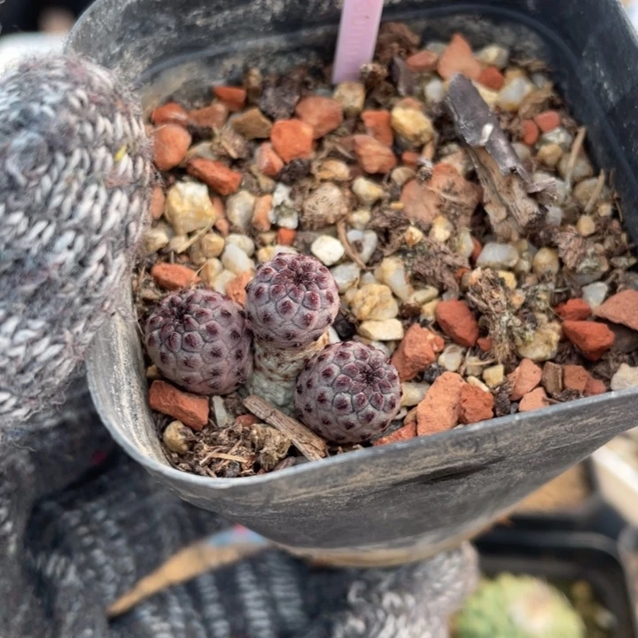 自根紫丽0083000000