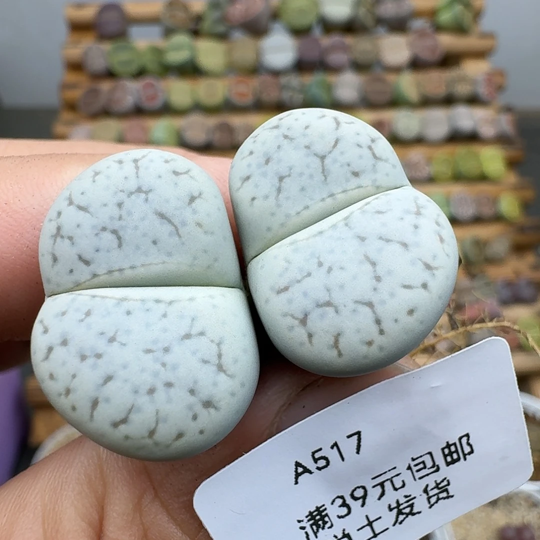 517多肉哈哈哈哈哈哈哈