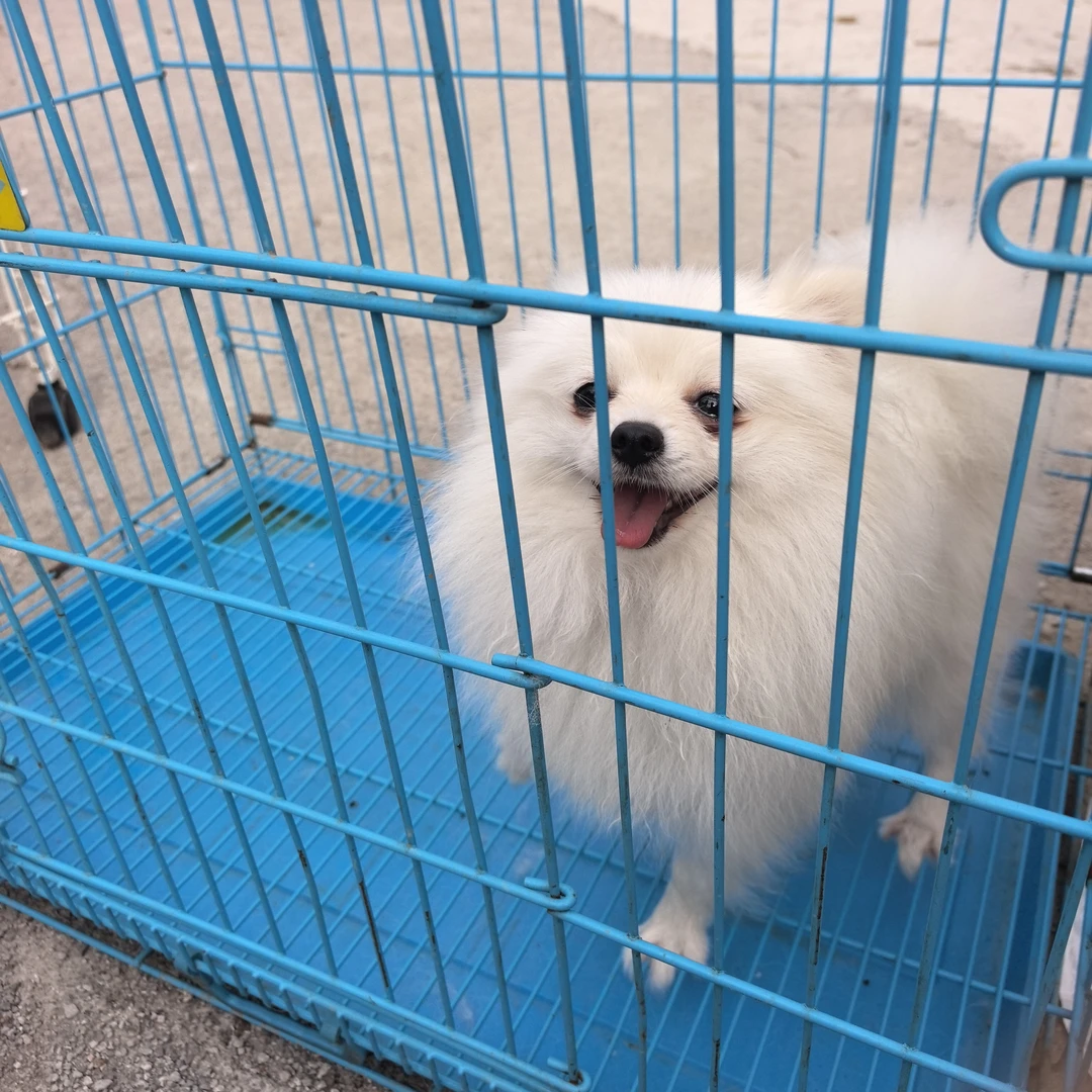 博美，比熊，泰迪喜欢的来选购