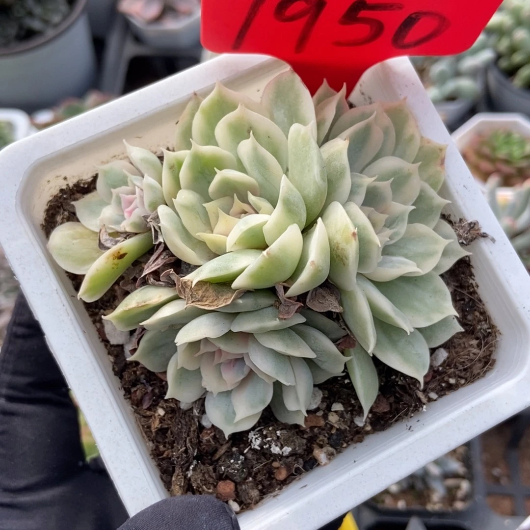 1950盎司诺锦多肉植物