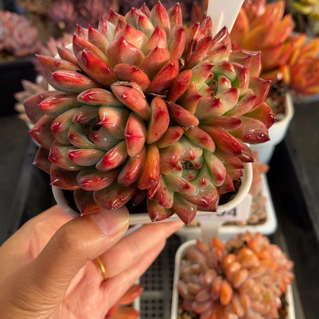 1108天冷必拍保温箱