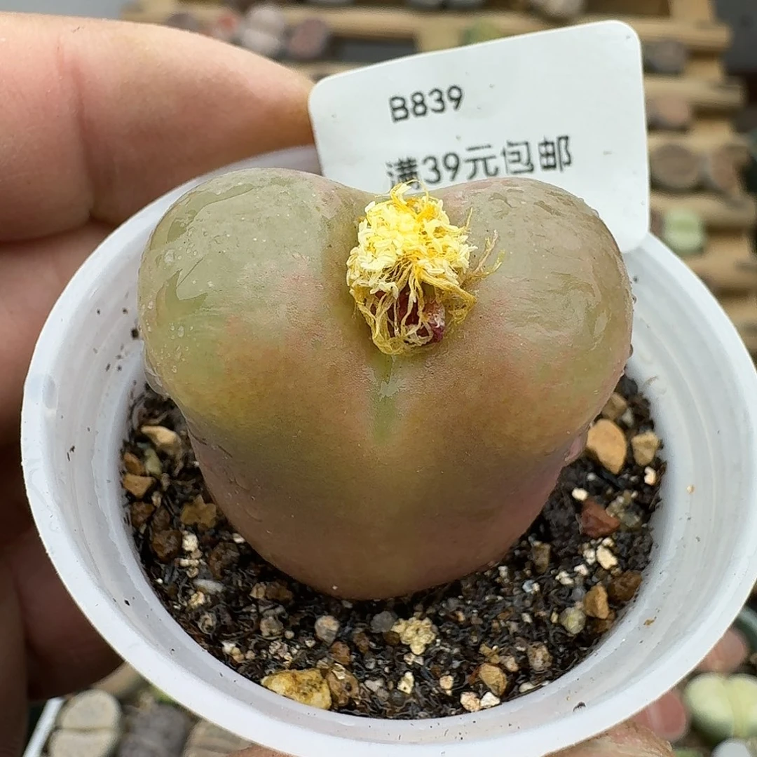 839多肉3厘米左右大毛