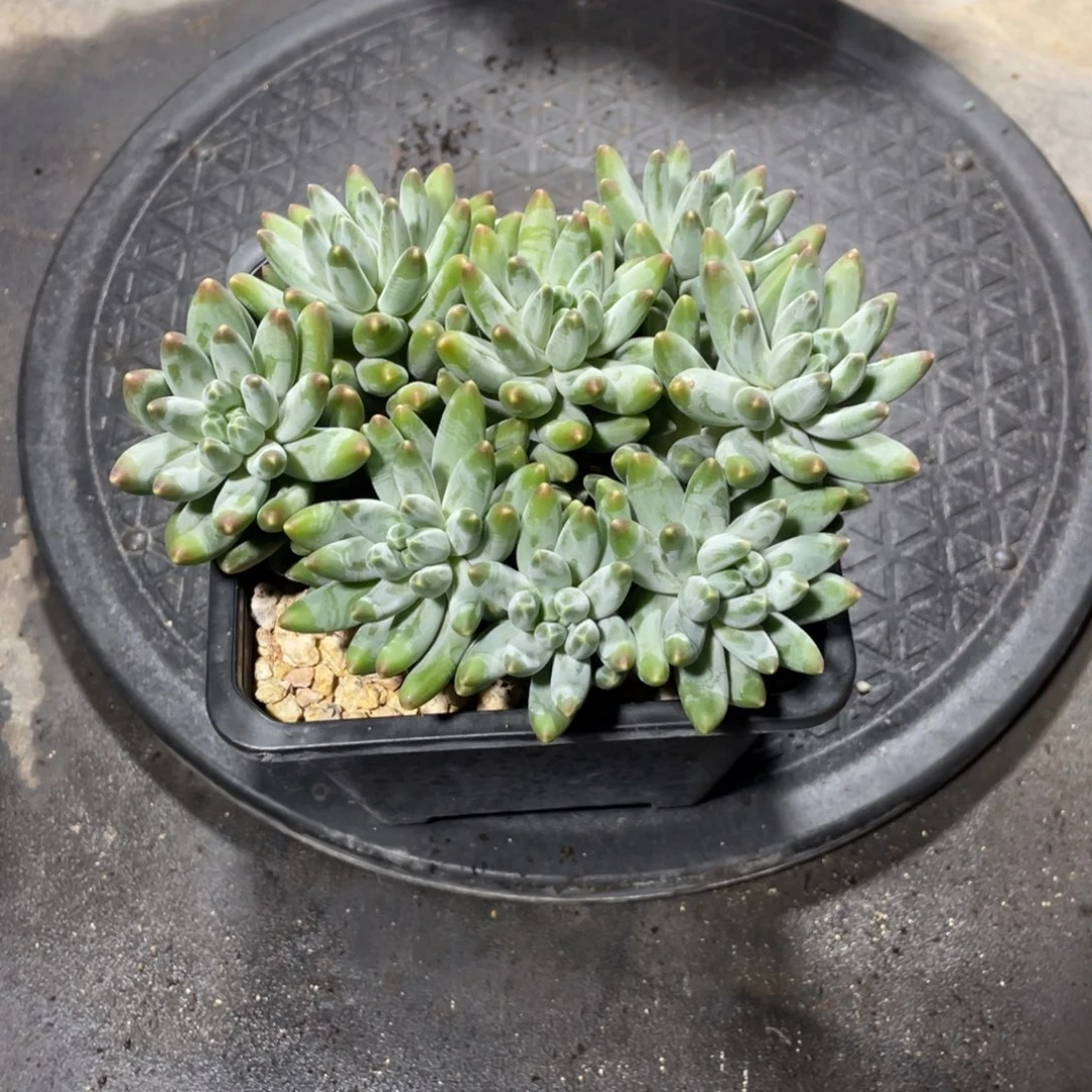 一物一拍中通快递