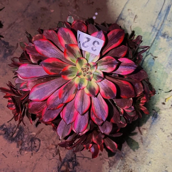 321火烧云多肉植物