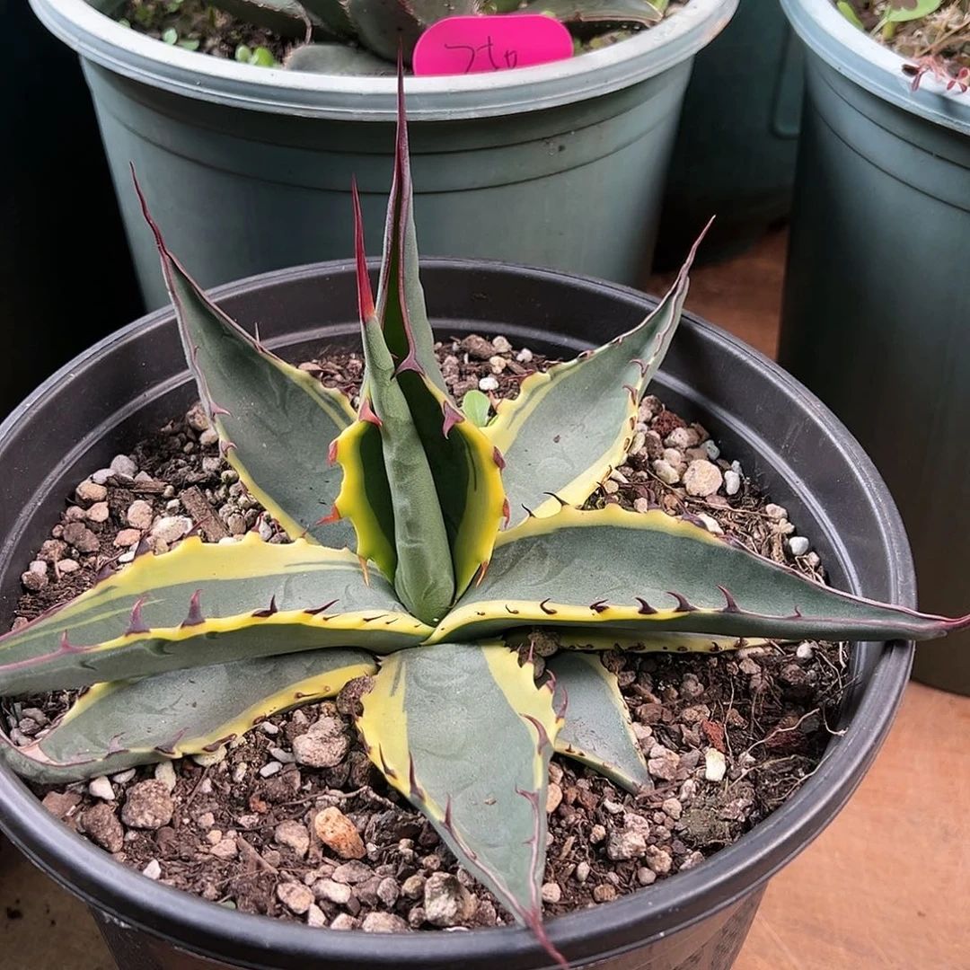 潜***无花朵多肉植物罗绮覆轮
