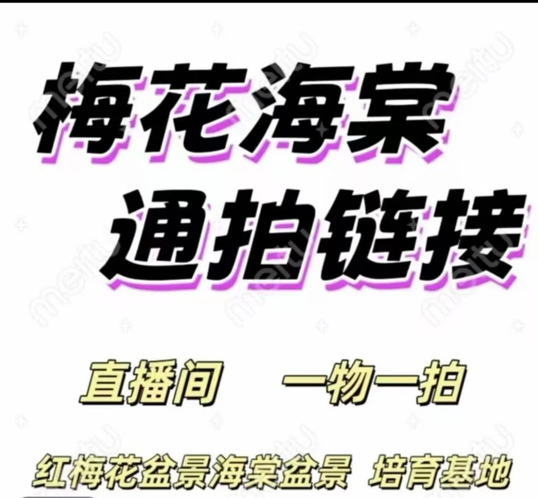 (一物一拍)朱莎梅盆栽红梅乌梅老桩盆栽花卉室内梅花耐寒好养