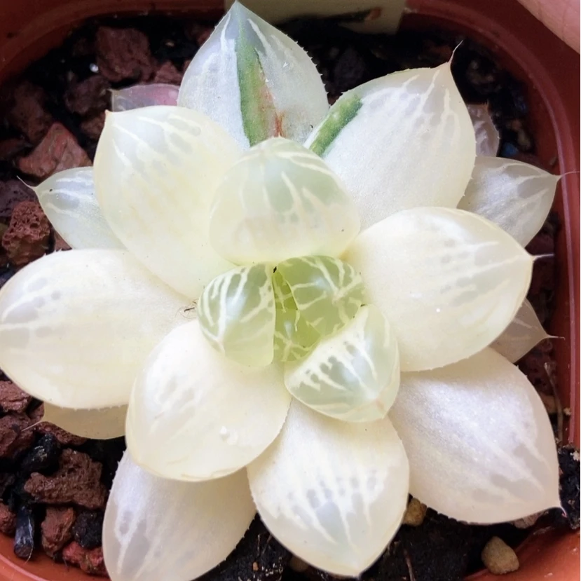 【闪购商品】苏锦糊3