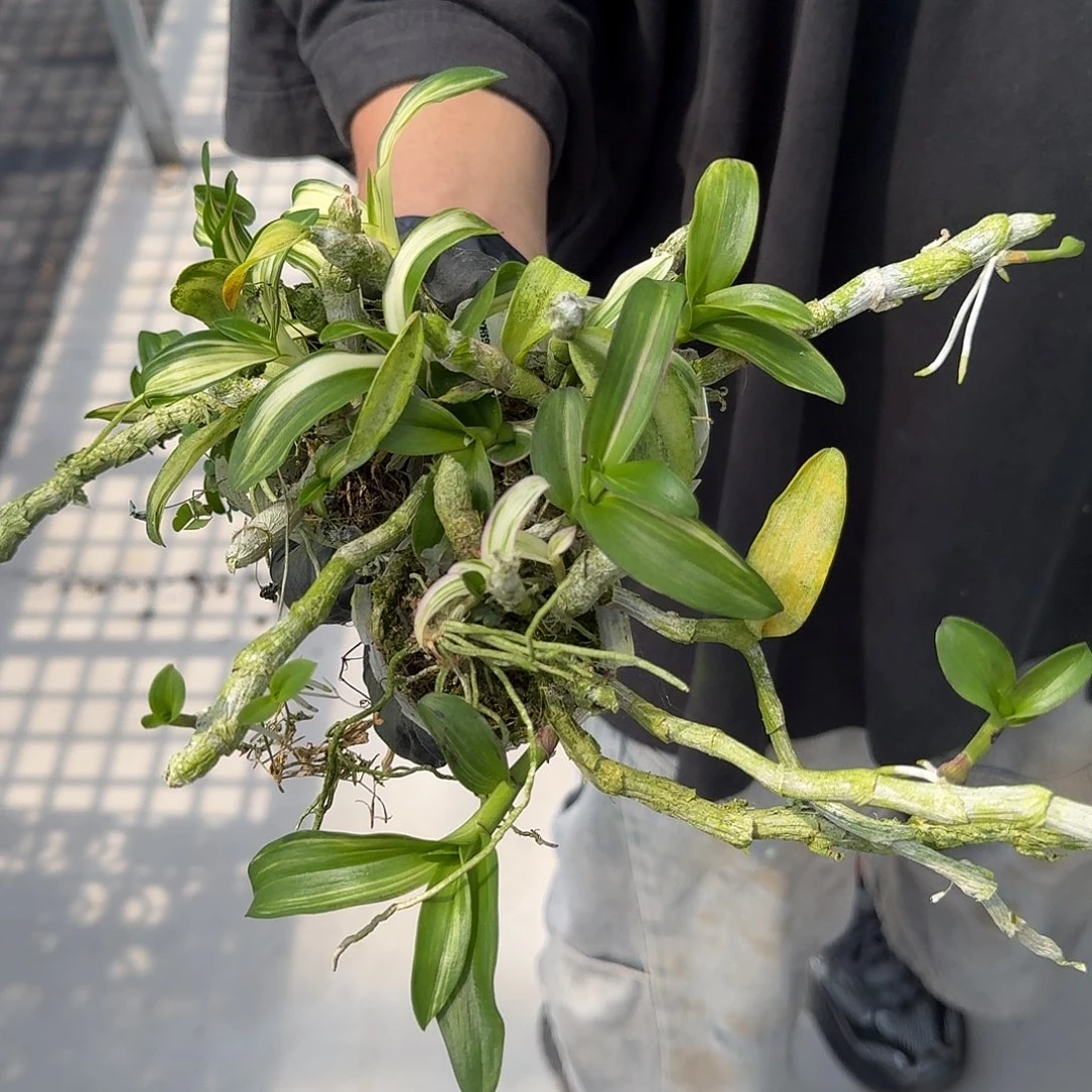 当前无花栽培后可以开花叶艺麝香 叶瑕疵不售后