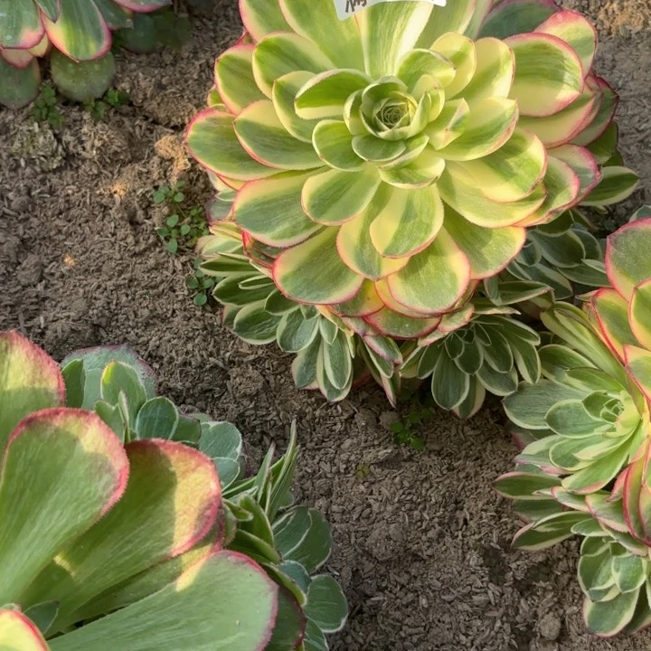 海****8E. 6980海王多肉