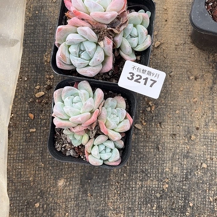 阿雅园艺。         3217