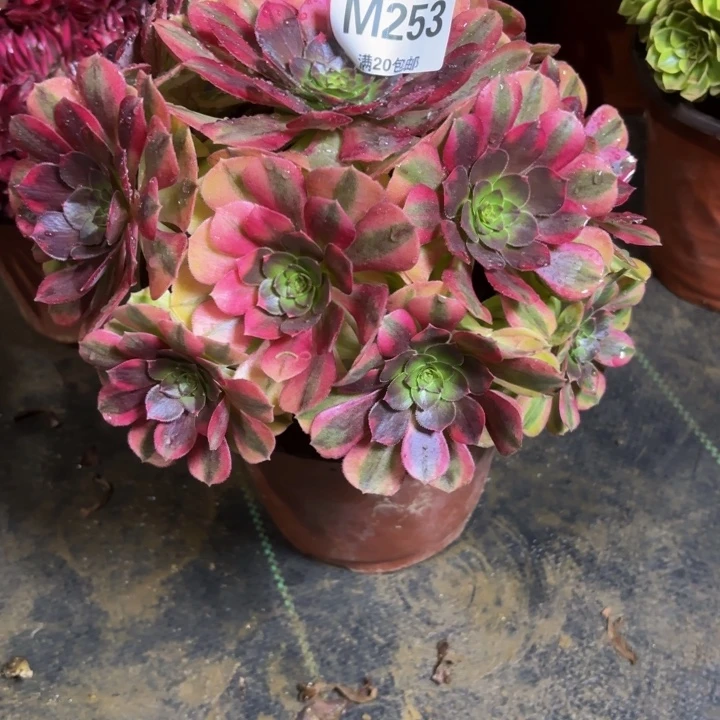 瑞妈，。。。。。。。253雨荷，