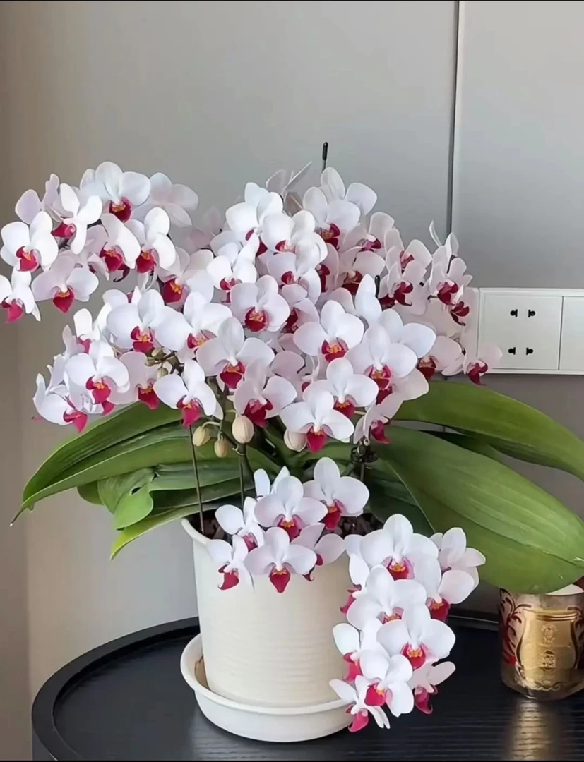 【白水晶】蝴蝶兰苗子3.0杯带花剑易分枝室内家居花卉易养活