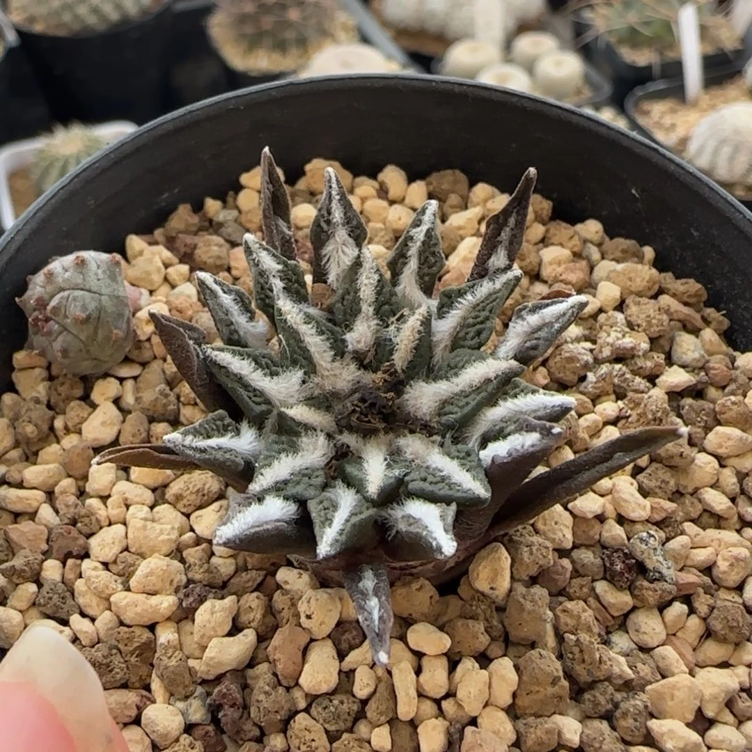 037实生象足黑多肉