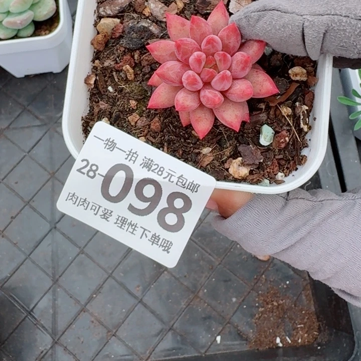 金鱼姬多肉无盆土发货