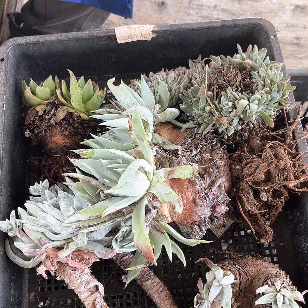 6213瑕疵狂拍多肉