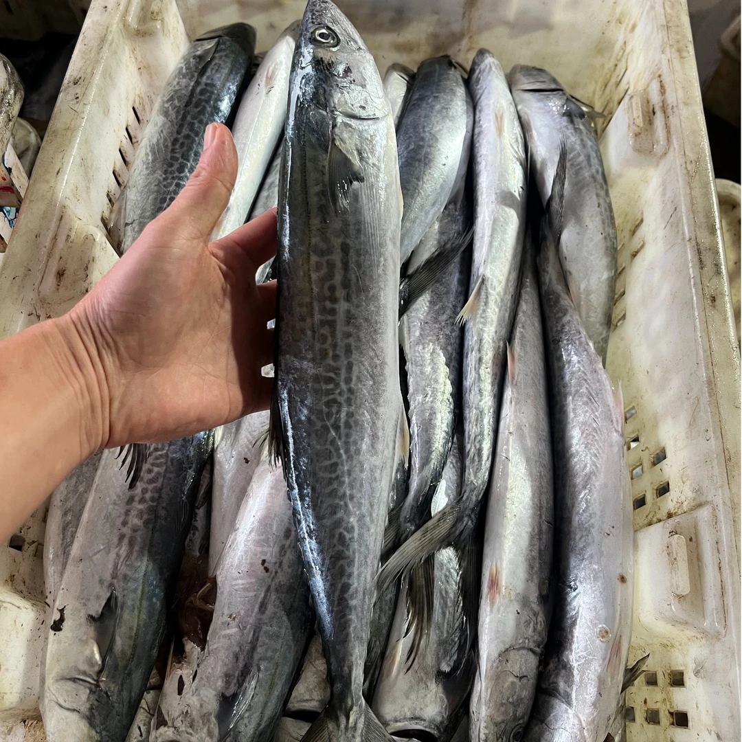 鲜鲅鱼山东日照海捕山东日照顺丰包邮