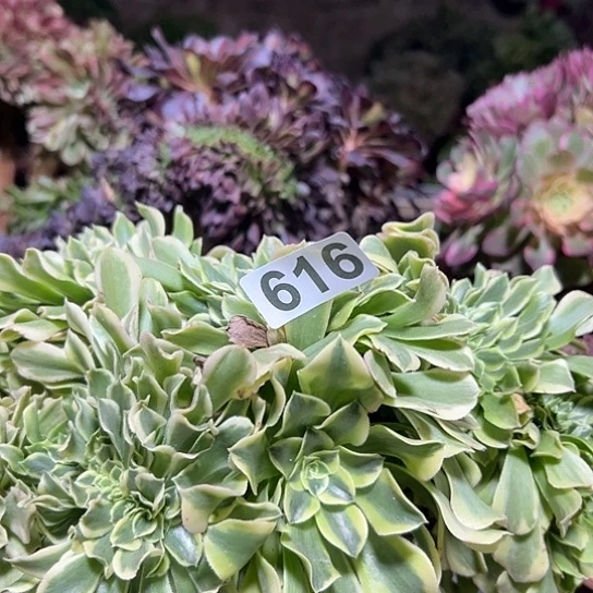 兿***華多肉植物一个绿豆沙616