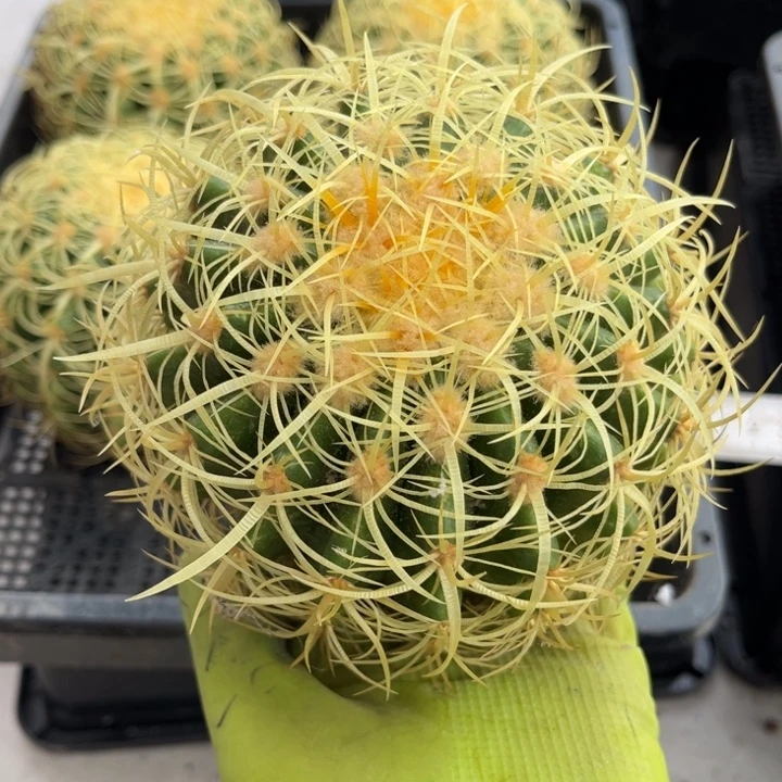 卷刺金虎11厘米一颗