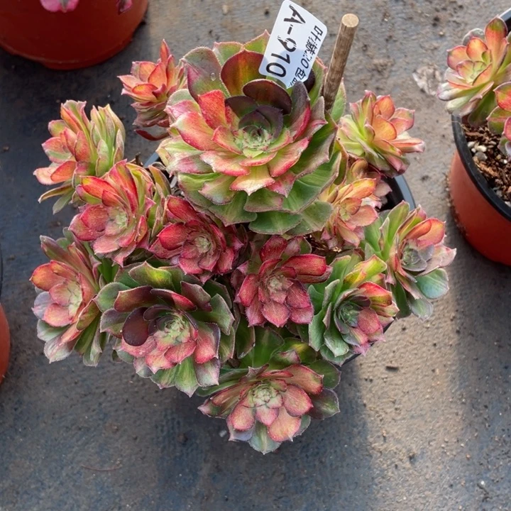 910龙鳞多肉11344678多肉