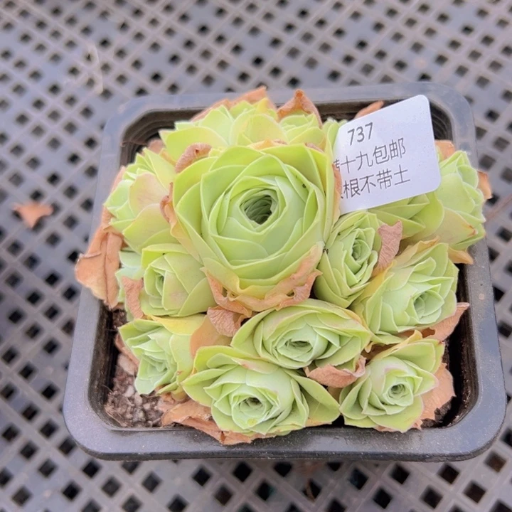 737 裸根不带土发货