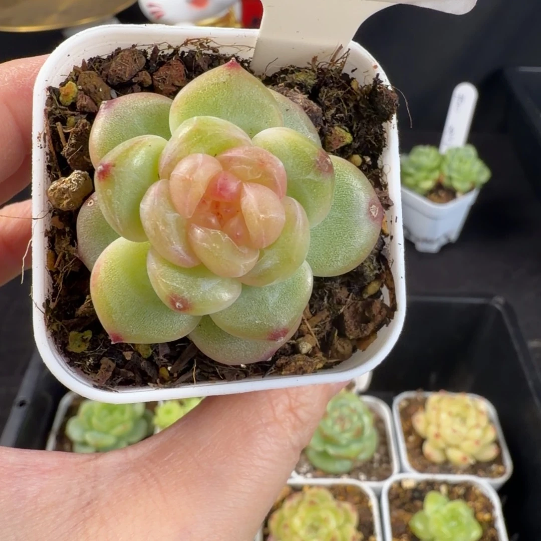 珍妮单头优选243号