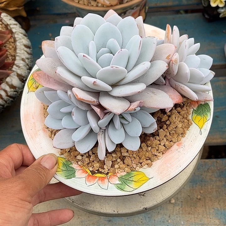 多肉植物一物一拍