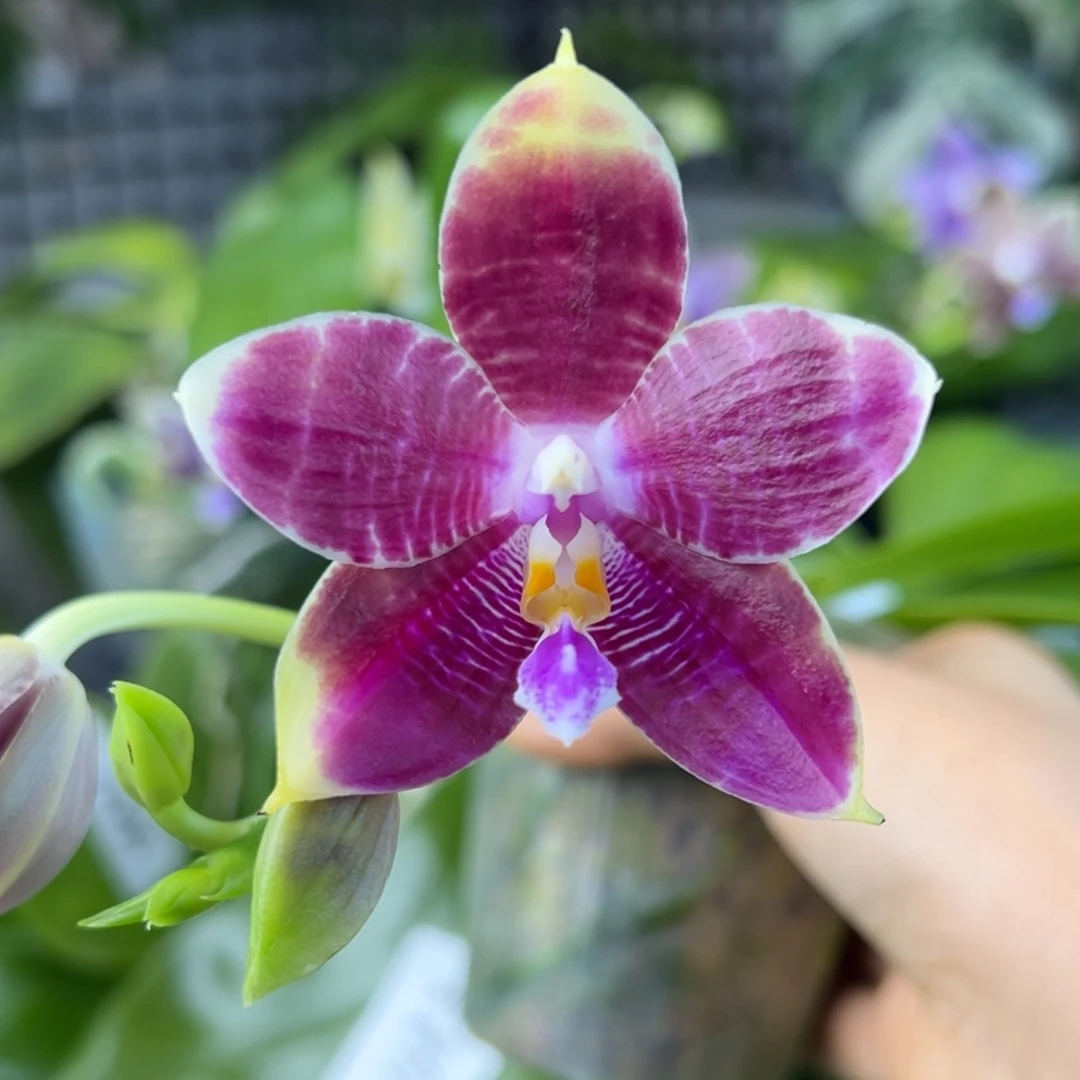 完全开放32号开花株