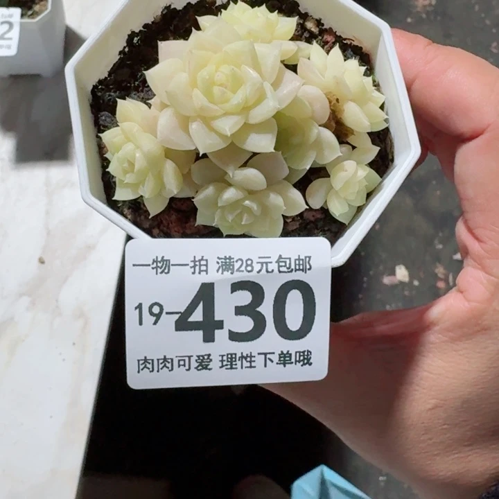 白天鹅无盆土发货多肉多