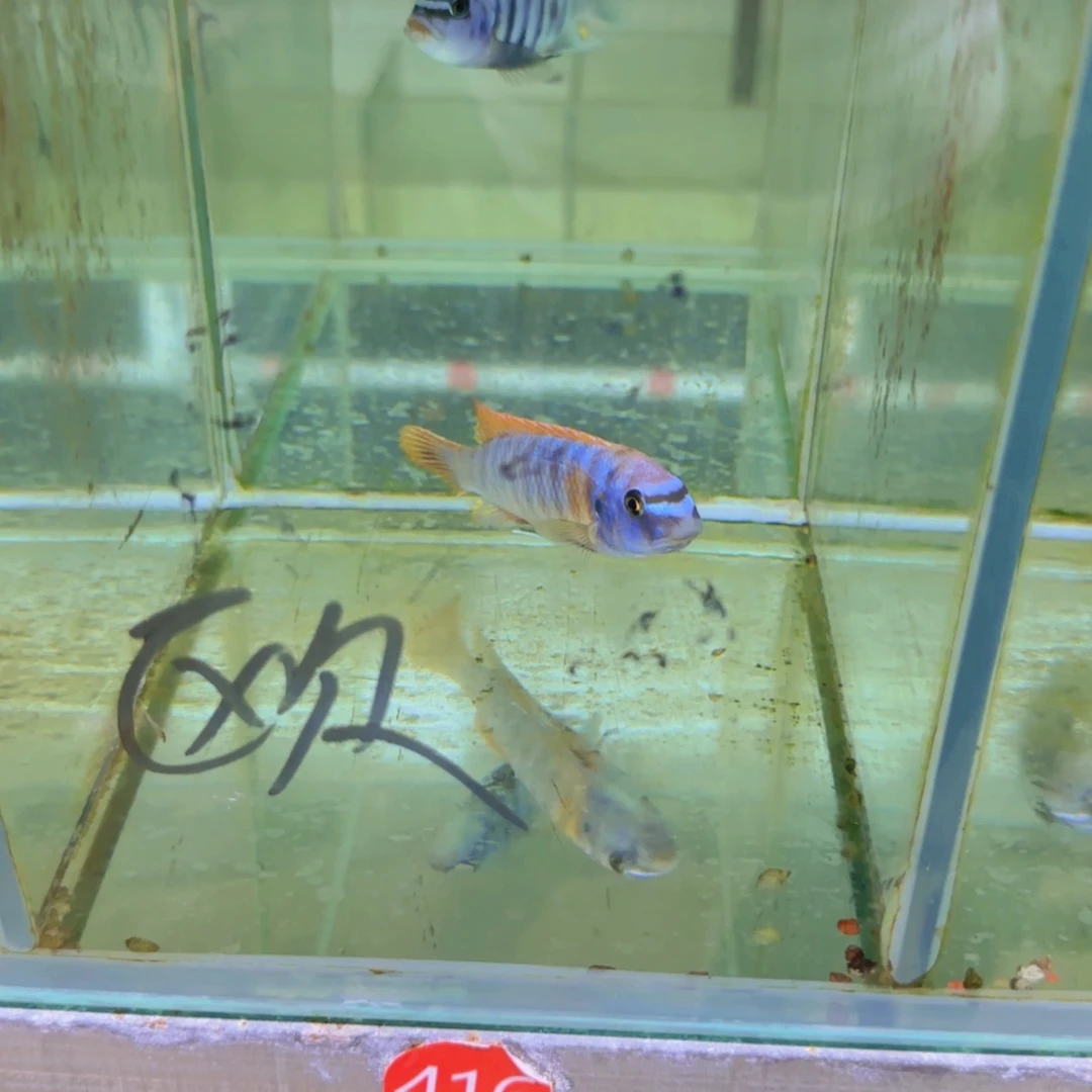 海水416-318-328-299-欧