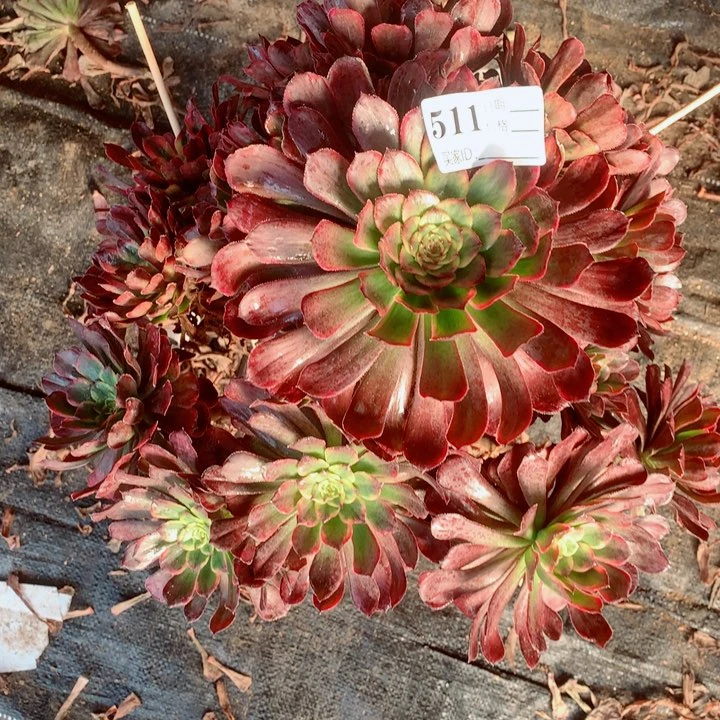 多肉植物烟花511