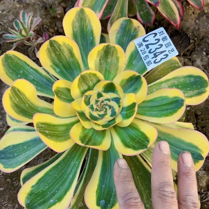 贵妃多肉2343法师多肉植物