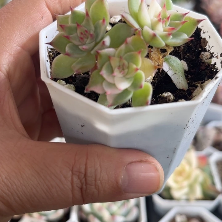 吉娃娃锦三头无砍551