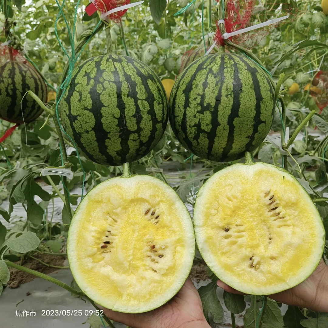 黄瓤西瓜种子薄皮而韧礼品西瓜商品性好奶油西瓜种子