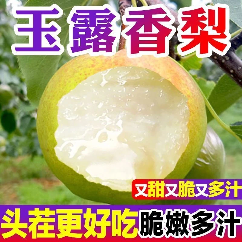 正宗山西玉露香梨子新鲜当季水果脆甜多汁XL