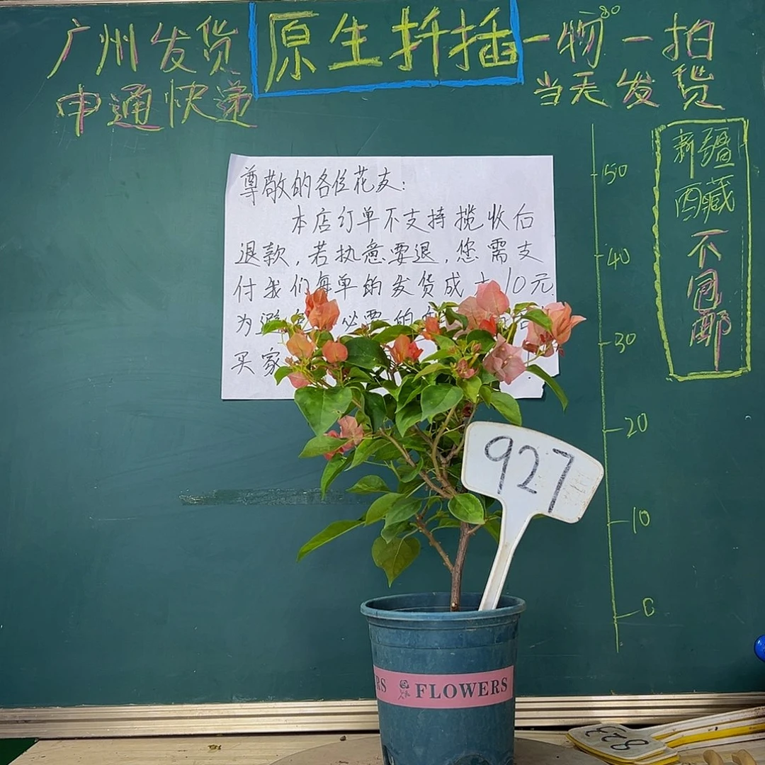 当前无花栽培后可以开花落日927