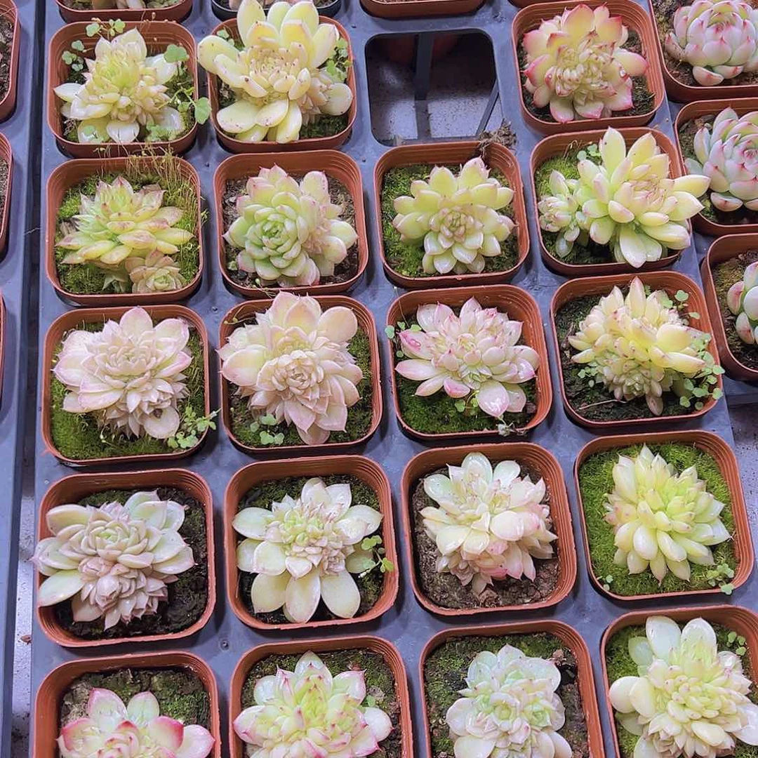 优选麦杆群6盆带盆带土