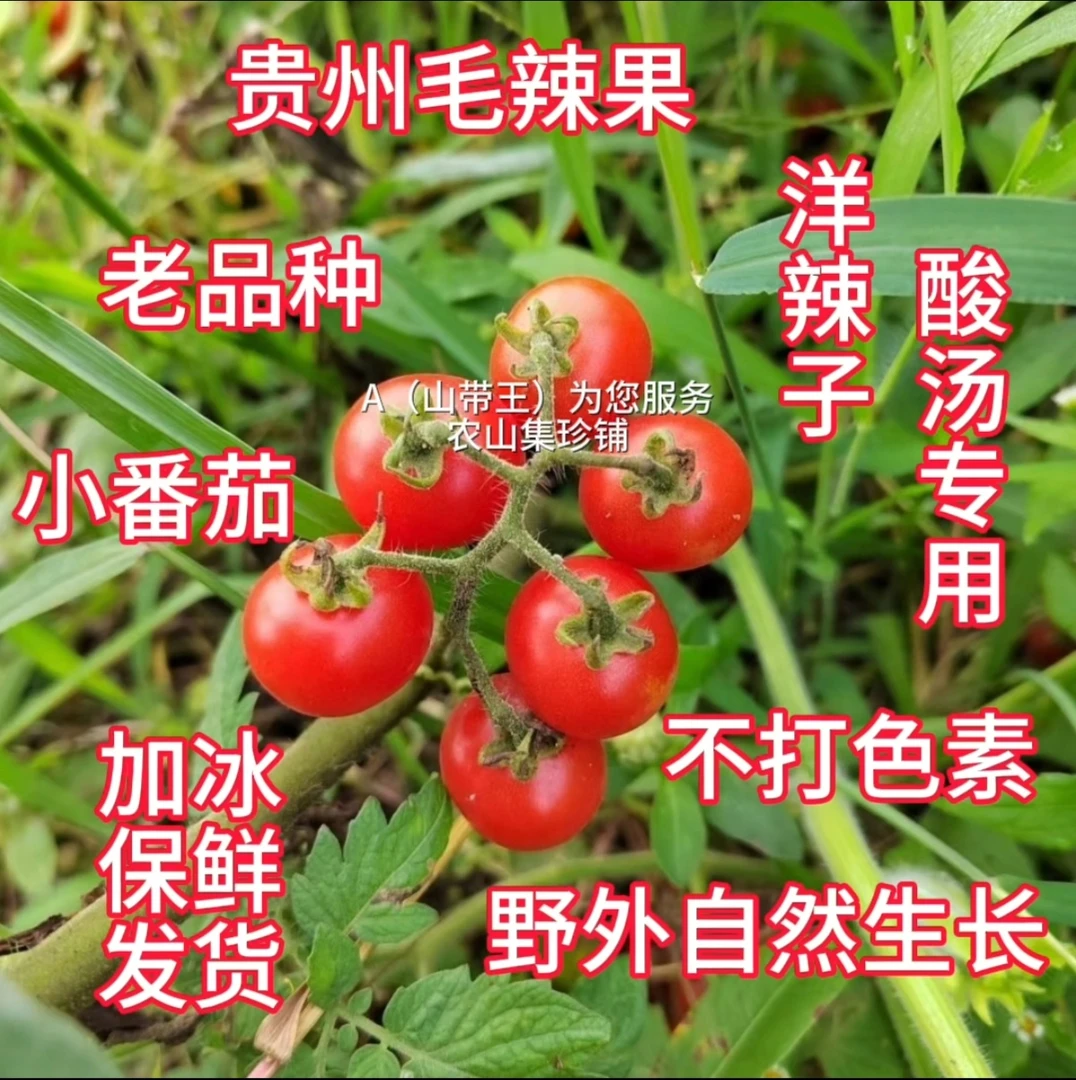 贵州深山野生毛辣果老品种小番茄洋辣子新鲜现摘现发酸甜小西红柿