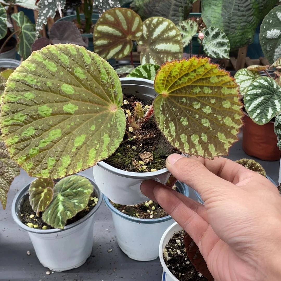 完全开放花贝壳秋海棠