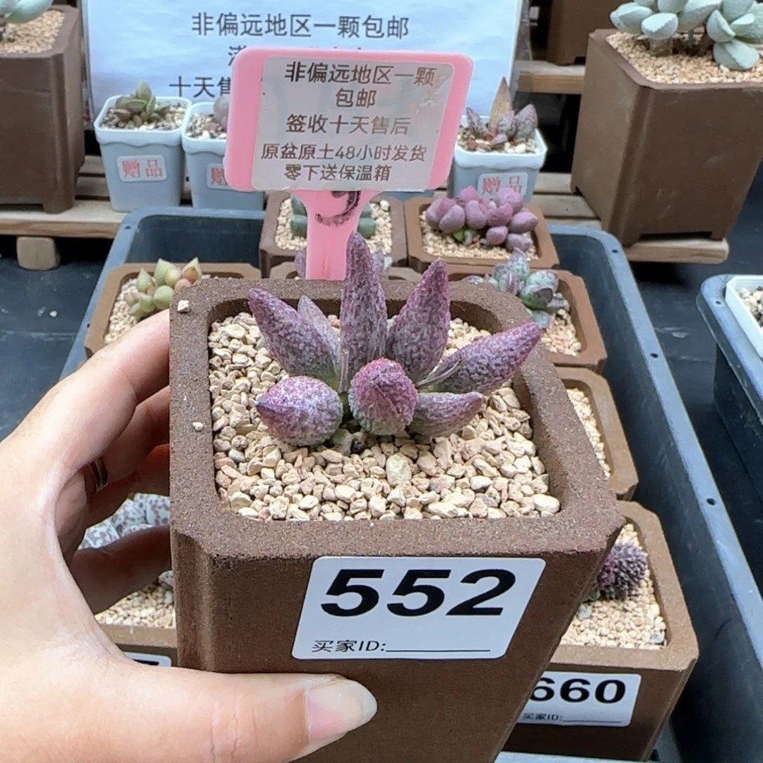 552猪尾巴多肉植物