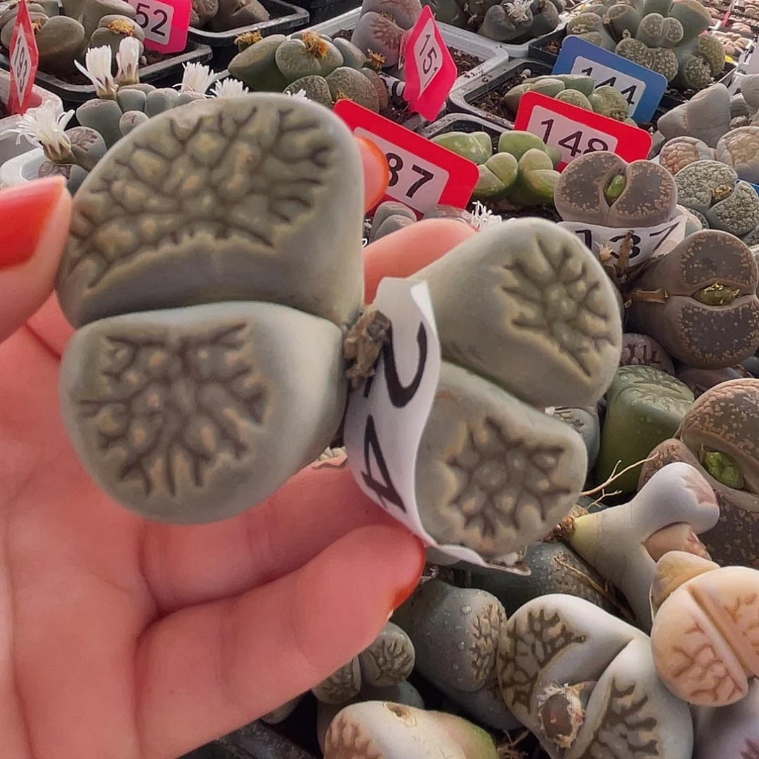 生石花一颗00240