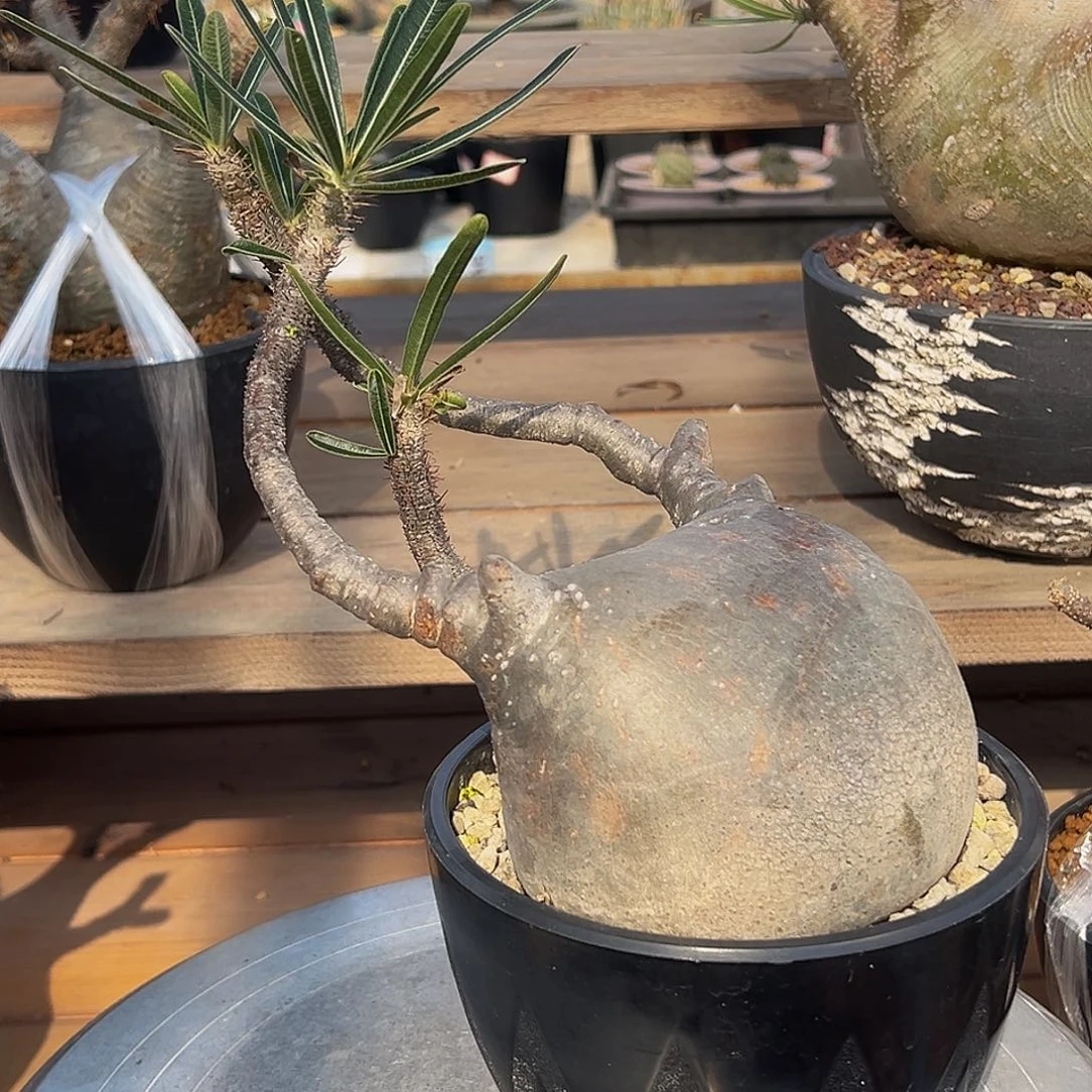 F***D宫888888888888888