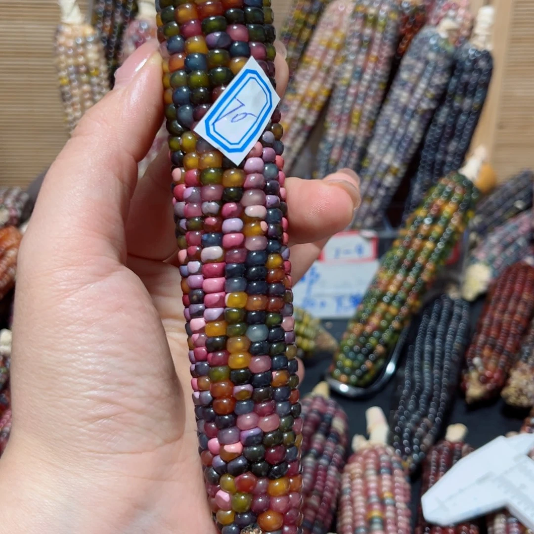 树****直播间文玩玉米不退不换70