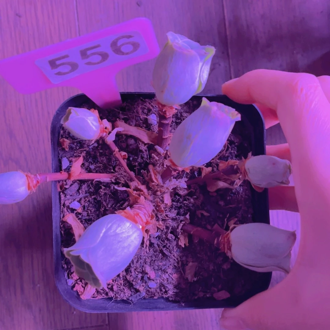 556山地玫瑰绿色
