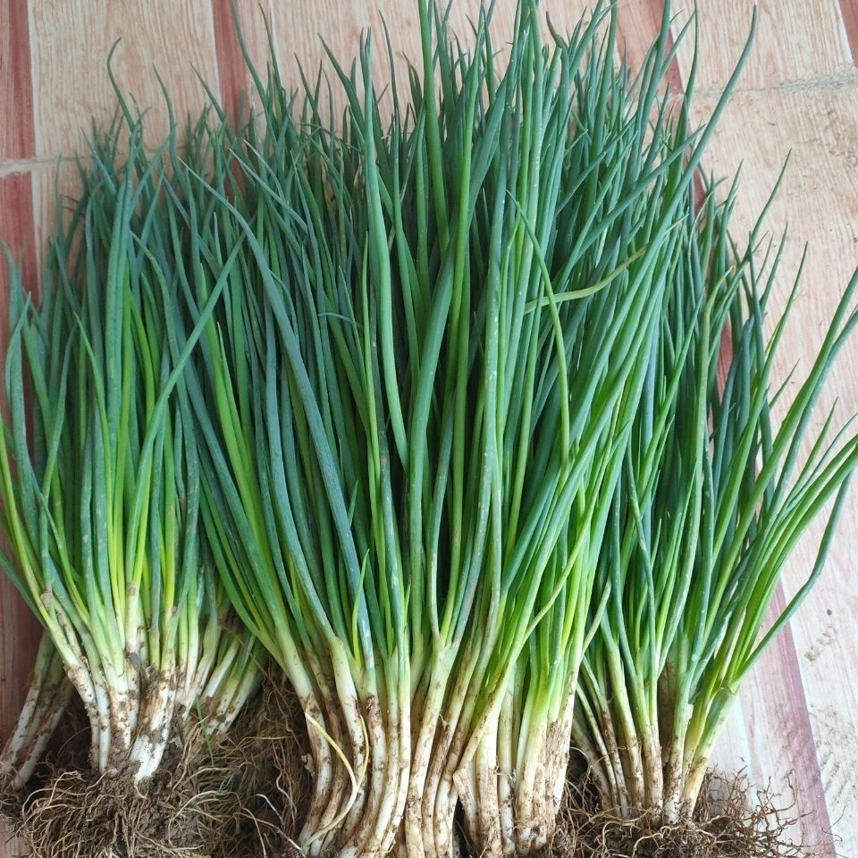 贵州特产农家自种香葱香菜葱花小分葱小葱新鲜可留种偏偏偏爱你