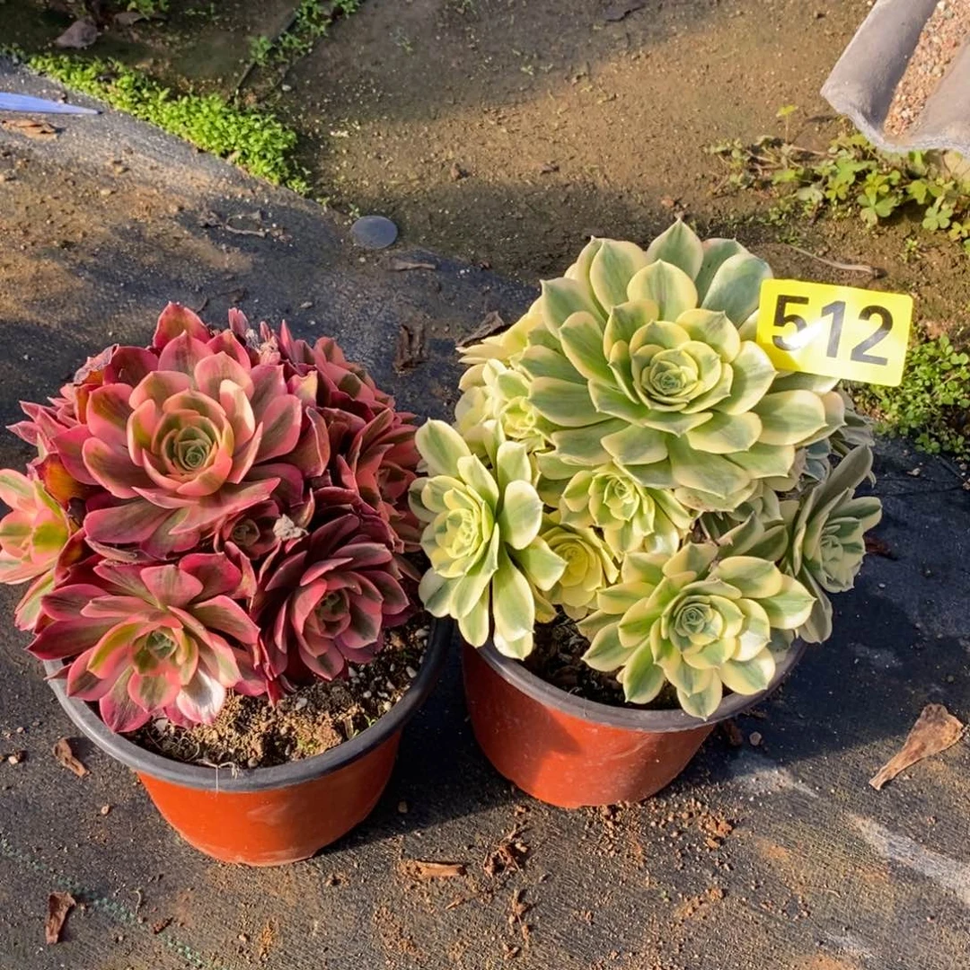 绿豆沙多肉法师512粉女郎