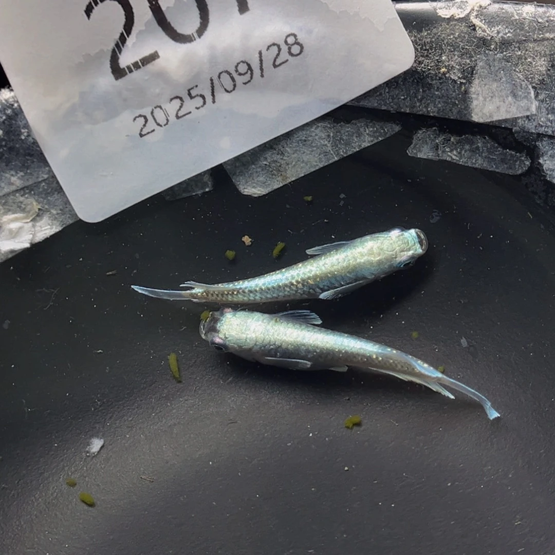 青鳉207玛利亚宽鳍一对