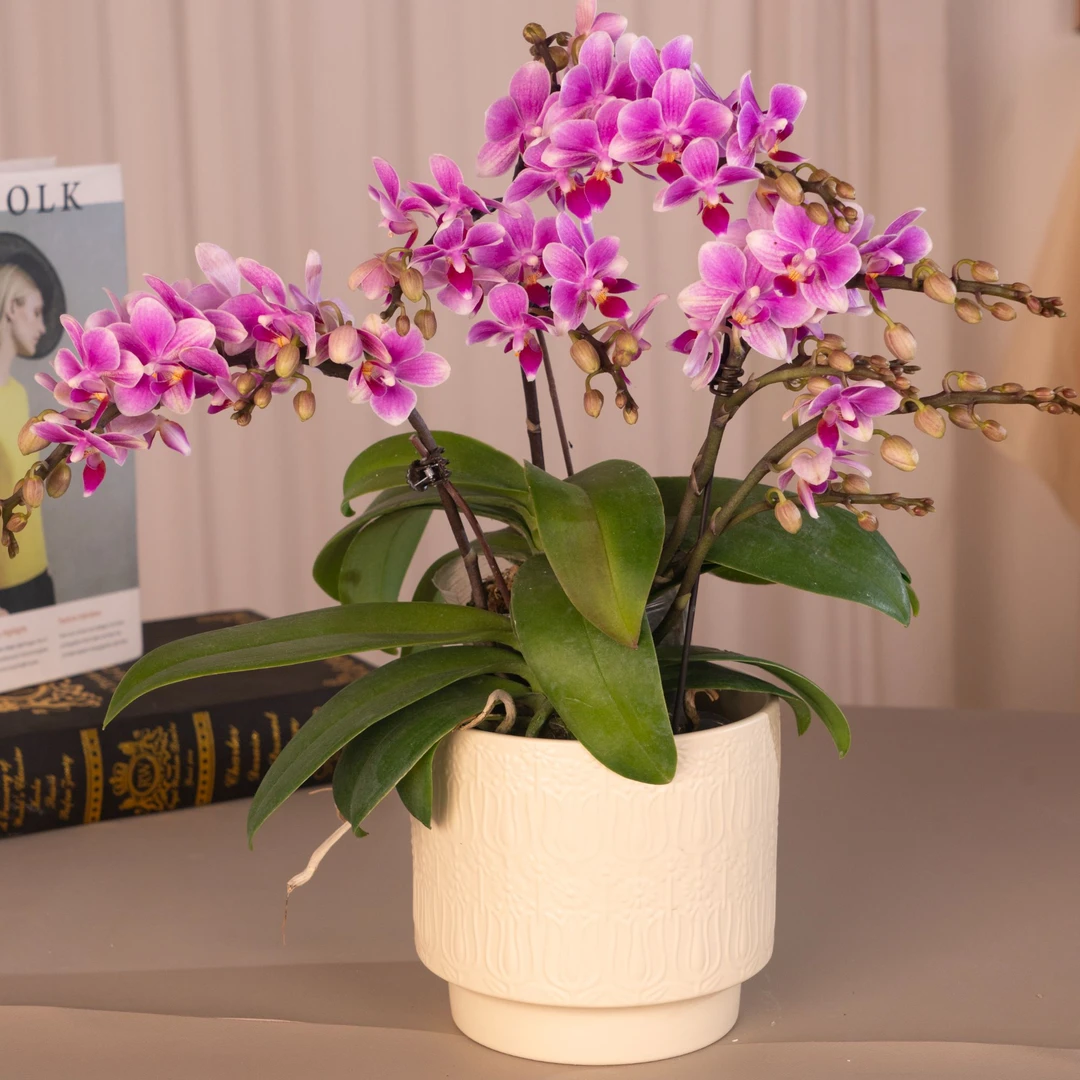 蝴蝶兰【香格里拉】3寸杯 带花带花苞 基地直发