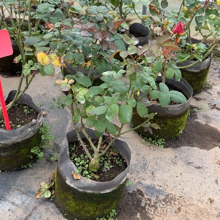 当前无花栽培后可以开花