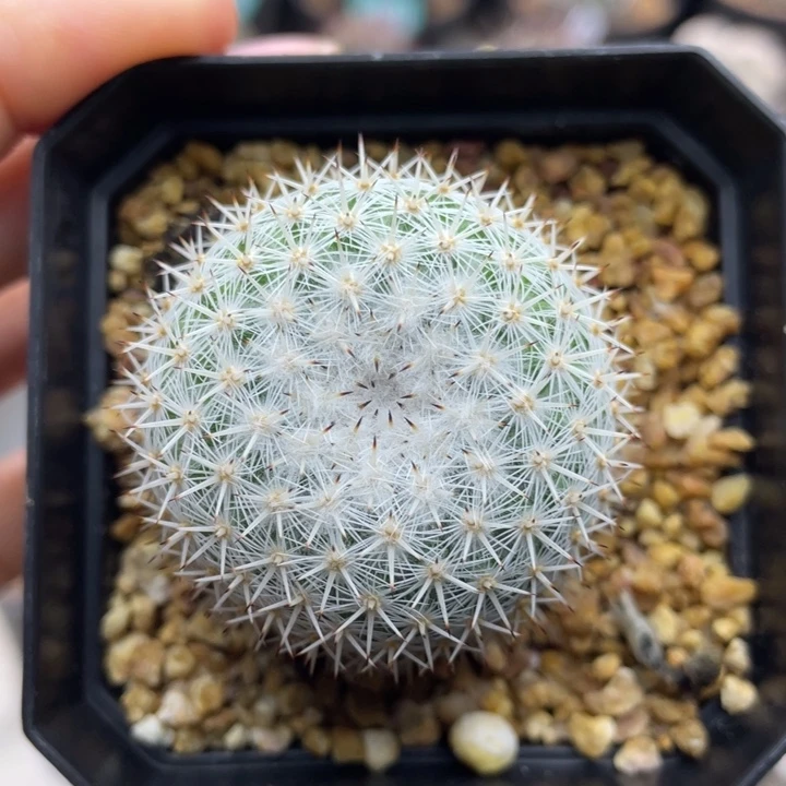 穴原希望丸        实生根