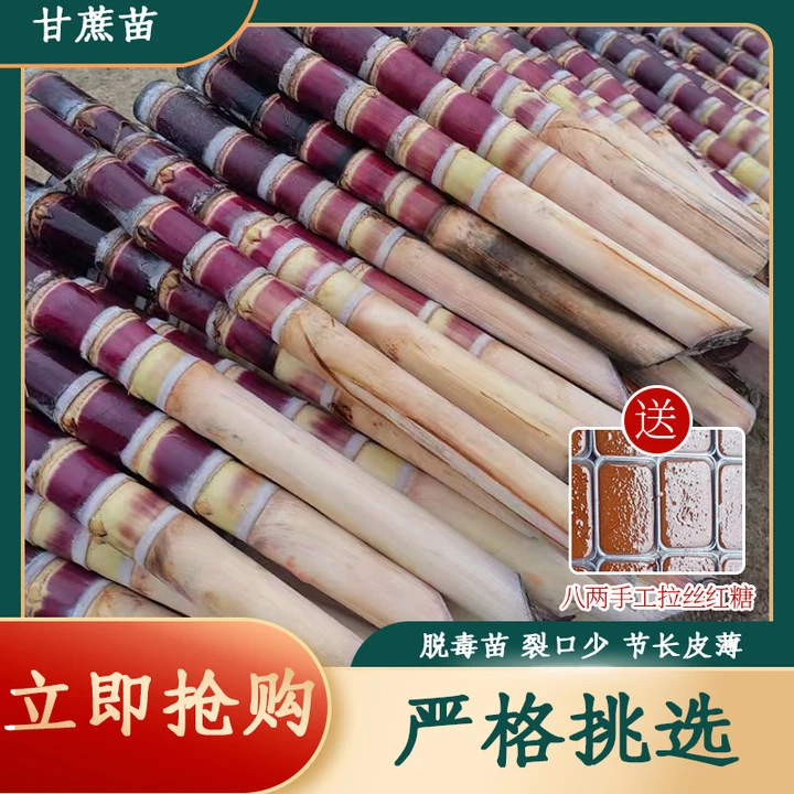 广西黑皮甘蔗种苗新鲜8到10根苗水果甘蔗种子可盆栽南北方种植